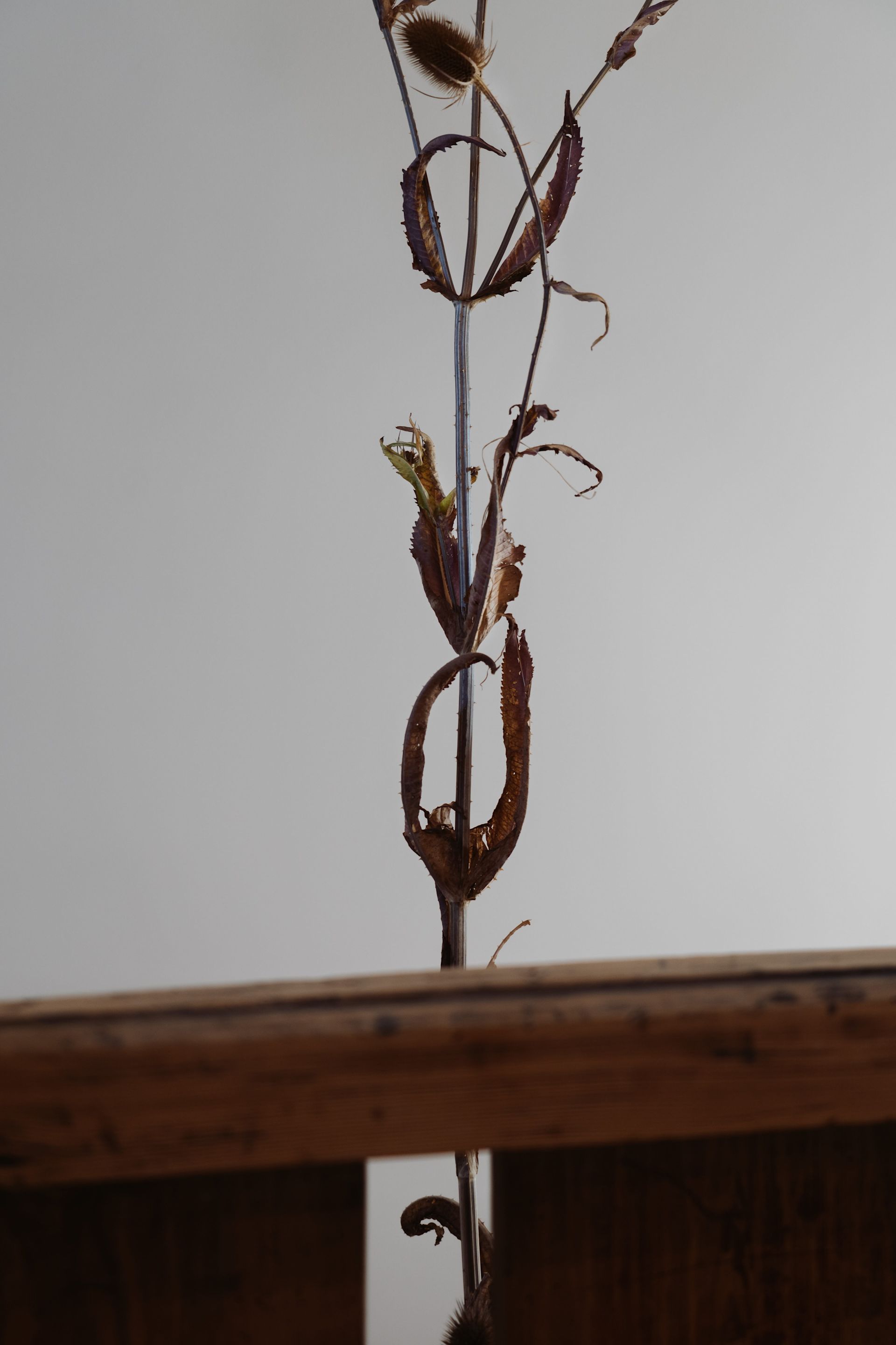 ALET Agency Ferm Living Showroom 4 3904x5856px